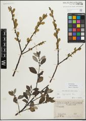 Foto von Salix myrsinifolia Salisb.